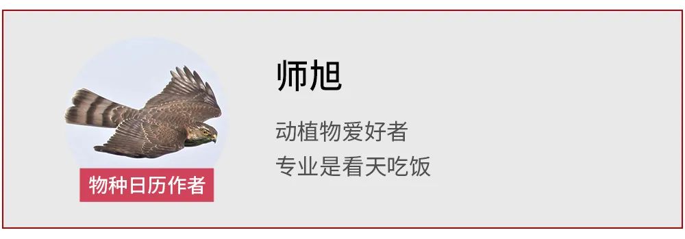 黑颈鹤的有趣之处,黑颈鹤有什么爱好