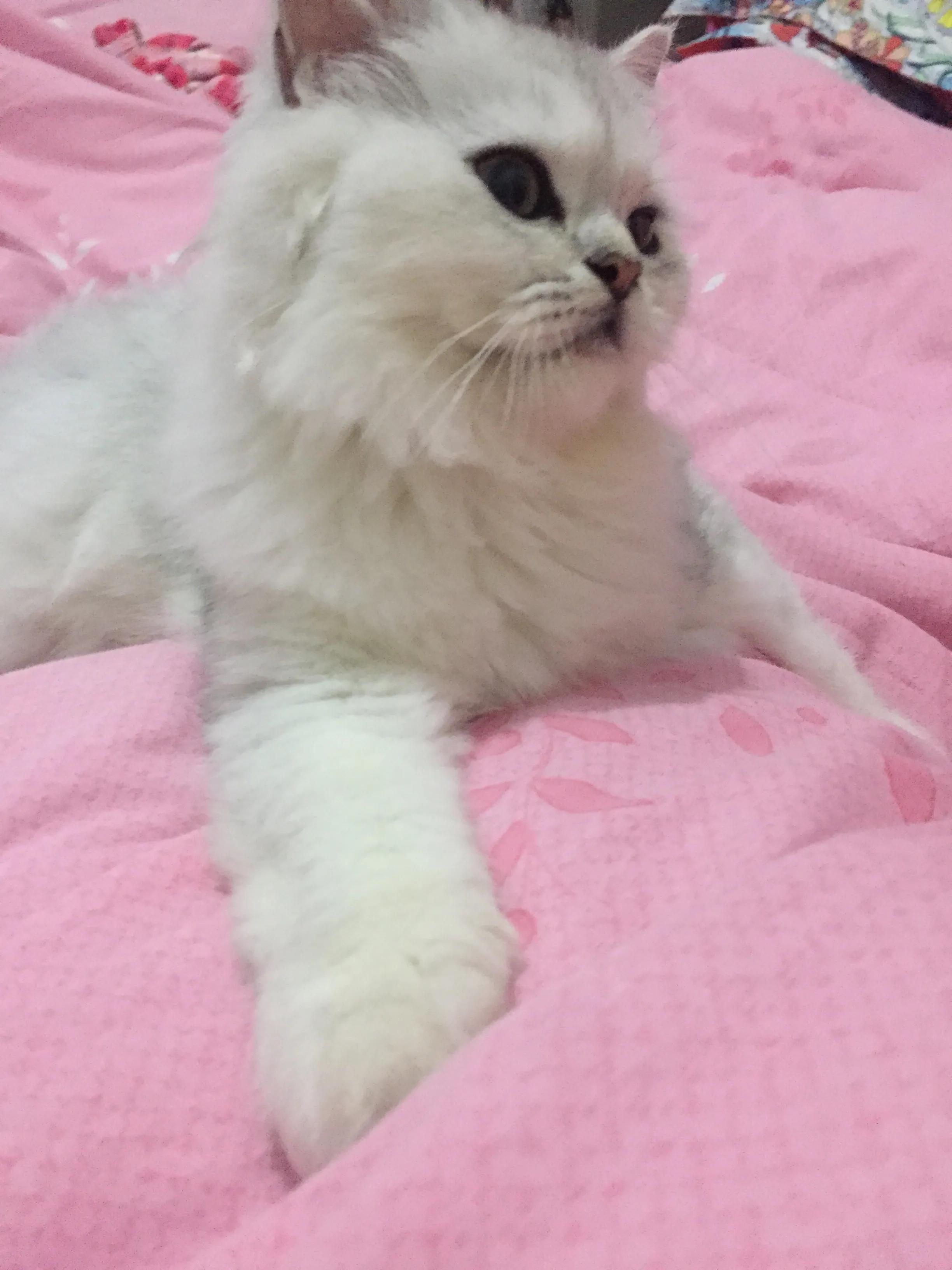 爆发猫瘟,猫瘟日常