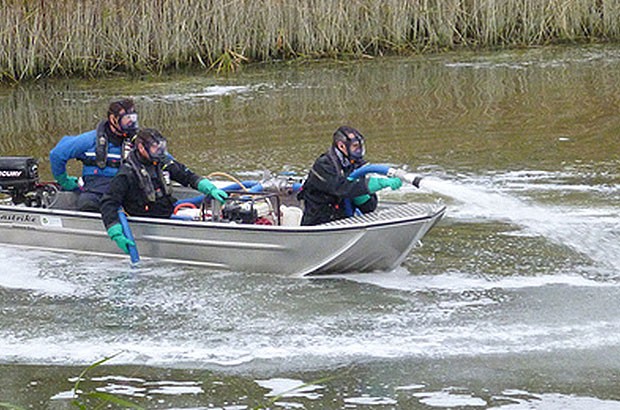 东北小鱼是物种入侵的元凶?占领欧洲32国,几乎没有解决办法