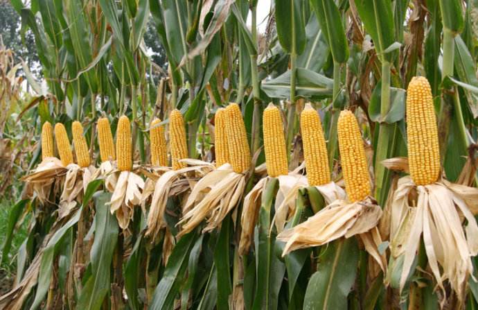 一个玉米品种能连续种几年,连续8年都丰产的玉米品种