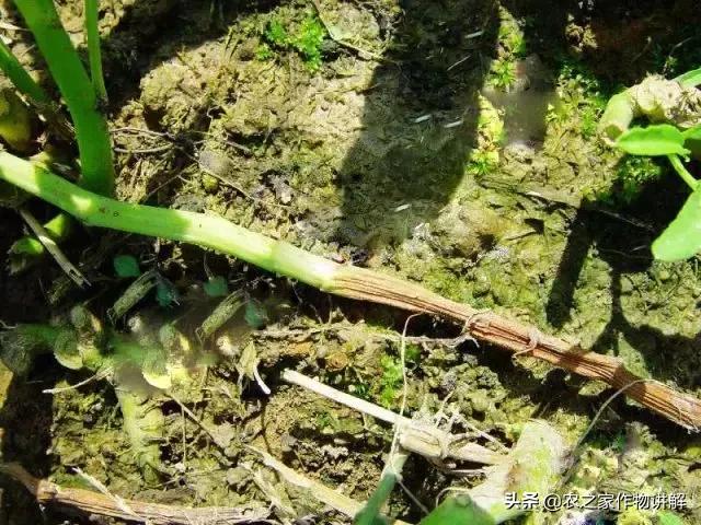 有图有真相史上最全芹菜病害,空心菜病虫害图谱手册