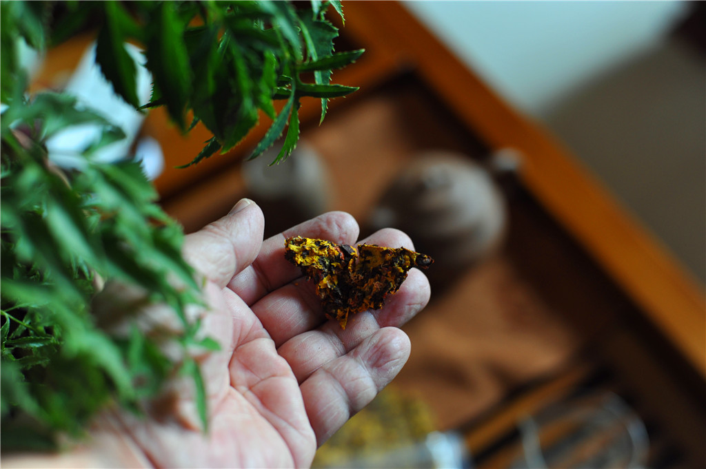 藏一片纯净多一份健康：尼雅昆山雪菊体验