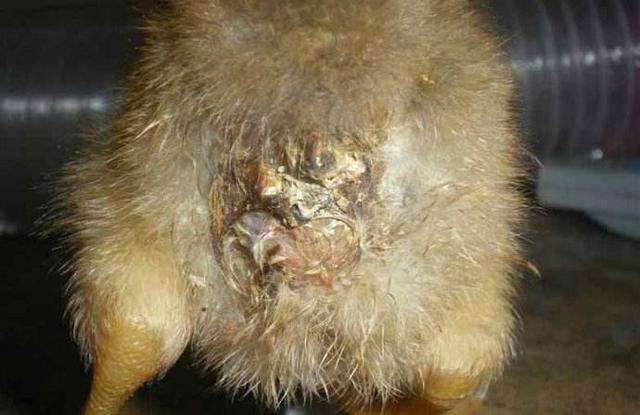 雏鸡糊肛预防的9大重点和立竿见影的治疗方案