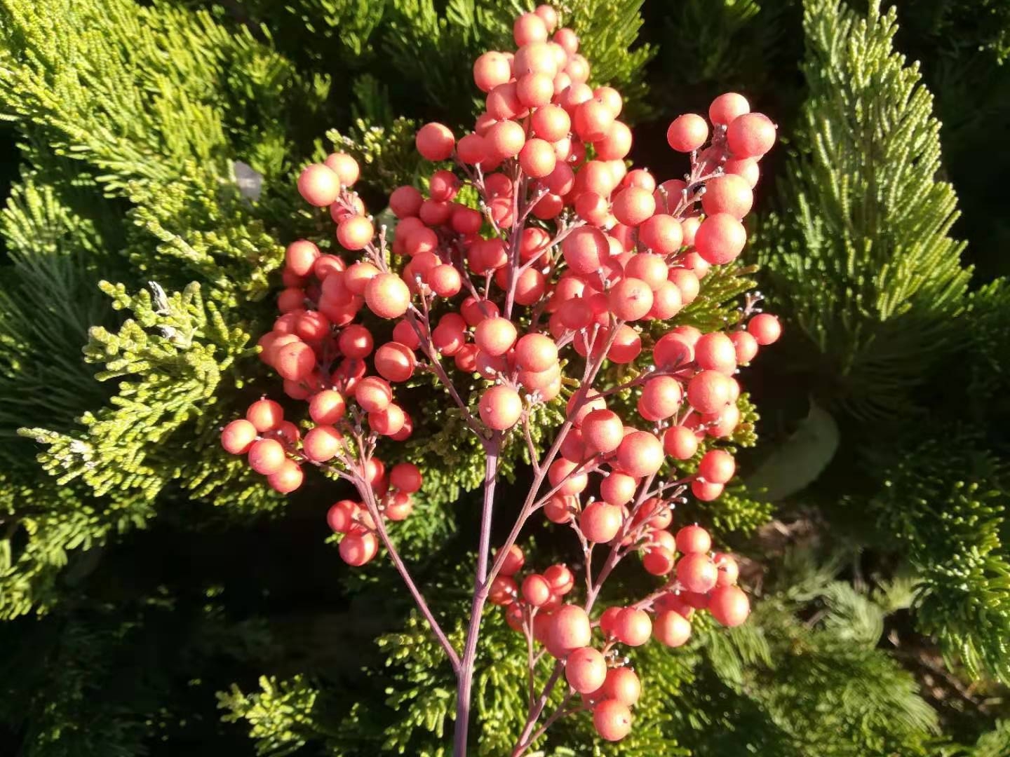 办人民满意教育铸造教育新品牌,办人民满意的教育是教育方针吗