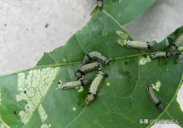 田间益虫是什么,田野益虫有哪些