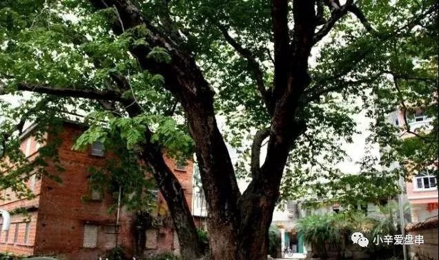 作为我国国礼的核雕——缅茄菩提