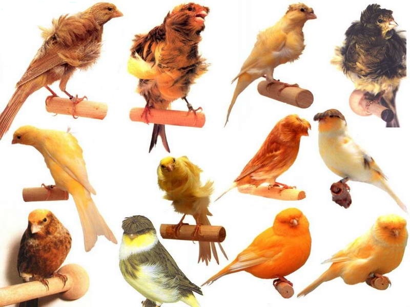 一种来自非洲的野鸟,被人工繁育出数百个品种,惊艳了整个世界