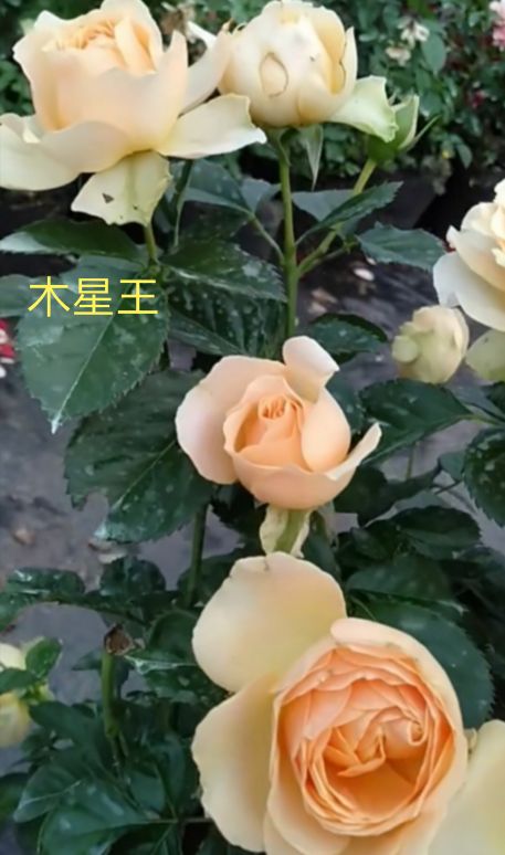 阳台系列月季品种大全,微型月季藤本月季