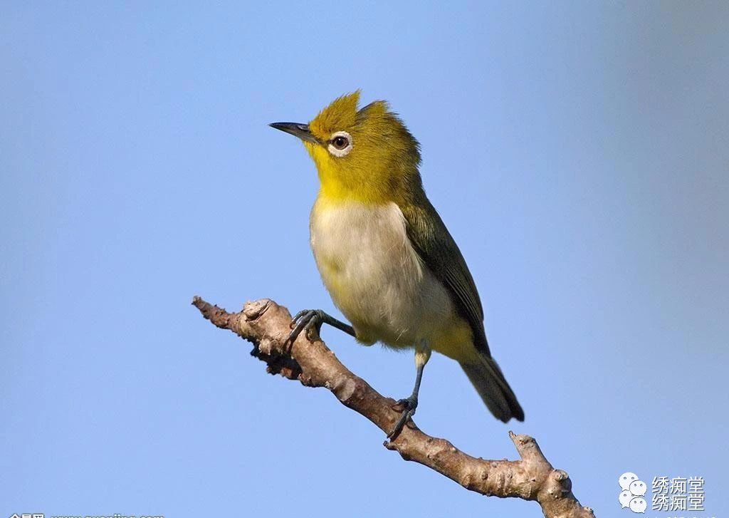 绣眼大叫训练,绣眼换毛技巧