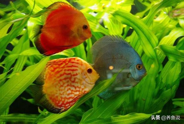 鱼缸养的观赏鱼不吃食怎么办,观赏鱼刚到秋天怎么不愿动了