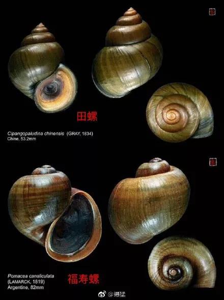 很多食物都有寄生虫,哪些寄生虫会造成生命危险