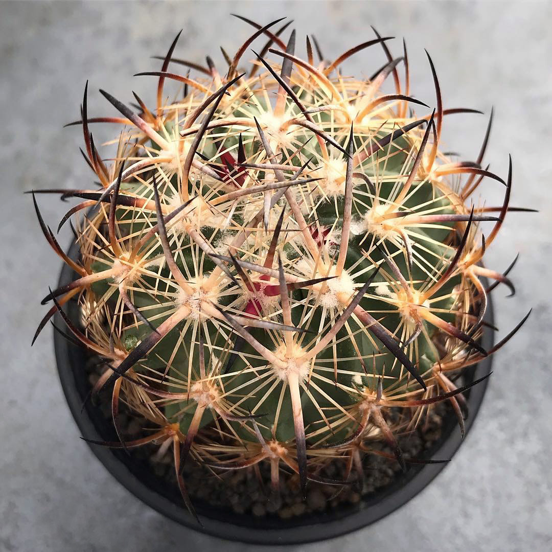 品种大全丨30个仙人球品种图鉴，每个都可爱肉萌到想要全部搬回家