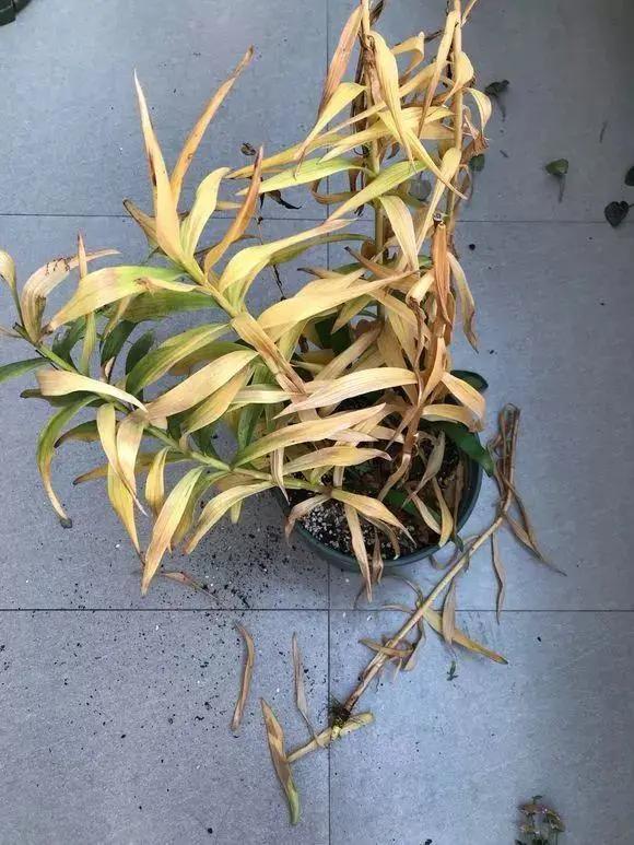 什么花休眠期最好养,养这五种花别随便浇水