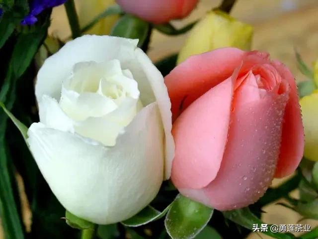 人生大舞台众生皆奔忙视频,人生简单生活的句子