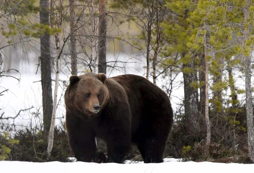 看到熊瞎子为什么要装死,对付熊瞎子的最好办法