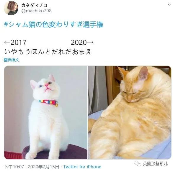 养暹罗等于养好几种猫,重庆暹罗猫变黑了还能白回来吗