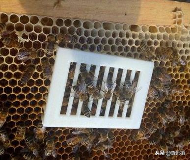 蜜蜂养殖如何防止被蜜蜂蛰,中蜂王怎么打蜂王不死