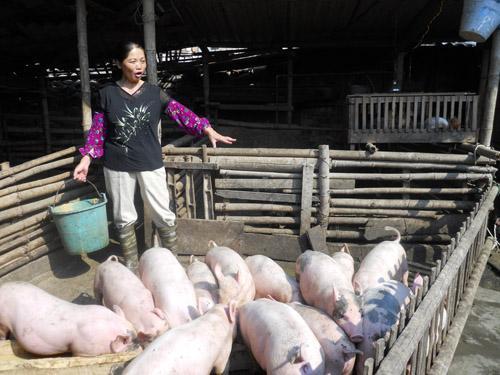 养猪厂治猪病之用中药治疗猪病