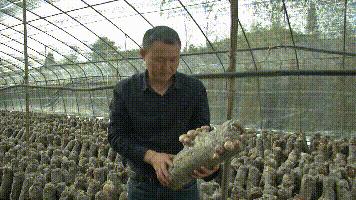 种植香菇一亩能产多少斤干货,农村大哥种18亩地