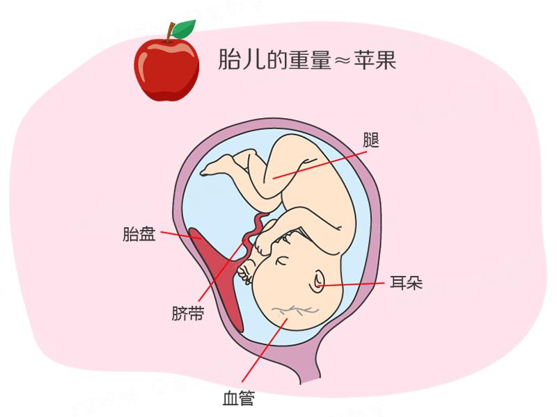 孕期第39周应该做什么,怀孕18周了要怎样才感受到胎动