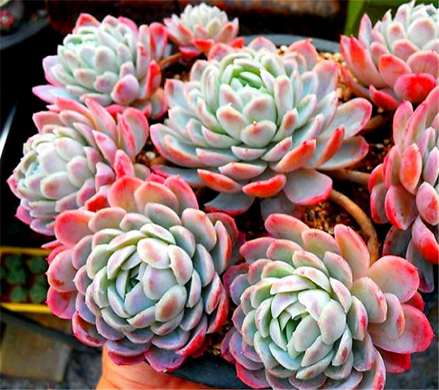 最有仙气的多肉冰梅,夏季养护“3不要”,学会了轻松度夏颜色美