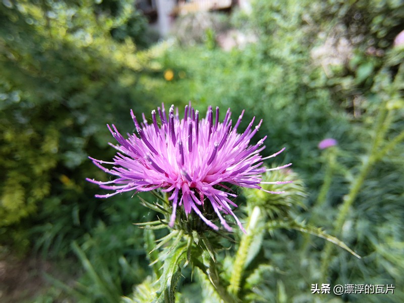 魅族17pro和oppofindx2pro,魅族17pro对比oppofindx2pro