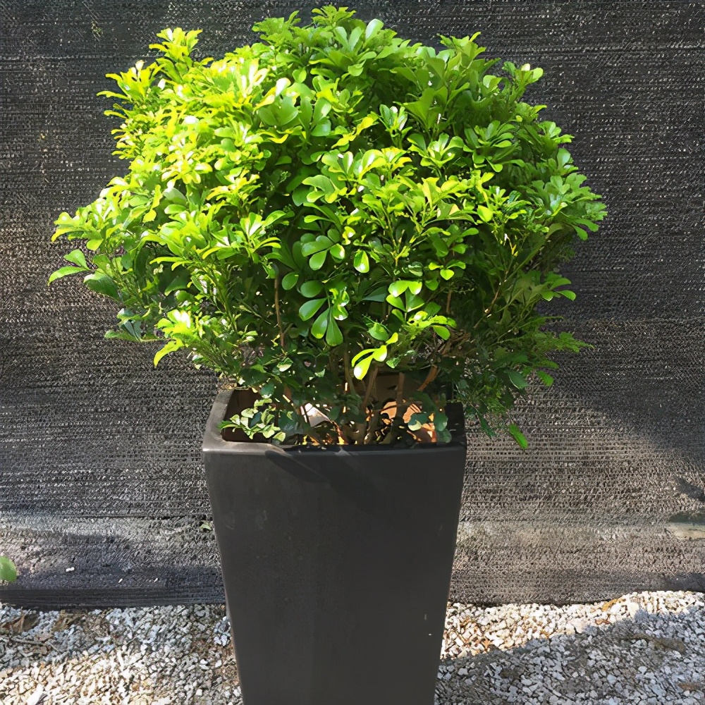 米兰花什么品种好养还花香,米兰花怎么养叶子才会油绿有光泽