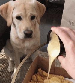 养狗新手与老手的区别,养狗为什么要养纯种犬