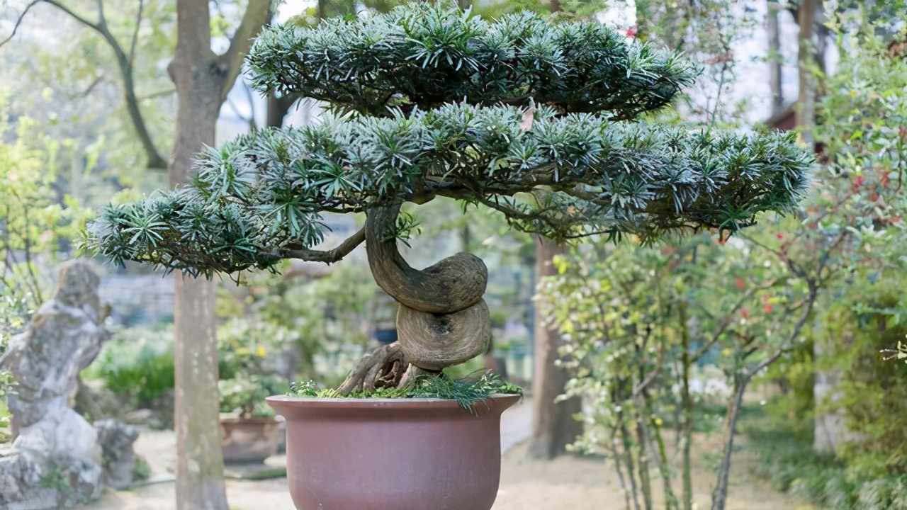 盆景枯萎怎样自救,大小盆景黄叶烂根怎么处理