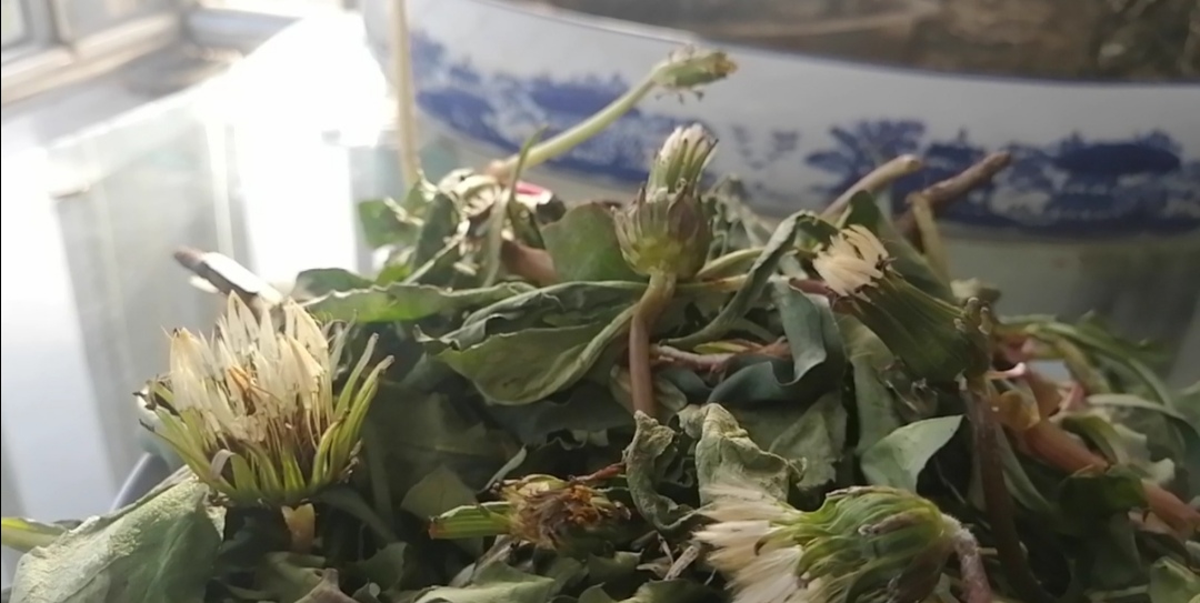 蒲公英怎么晾晒和保存不会生虫子,四季晾晒的蒲公英