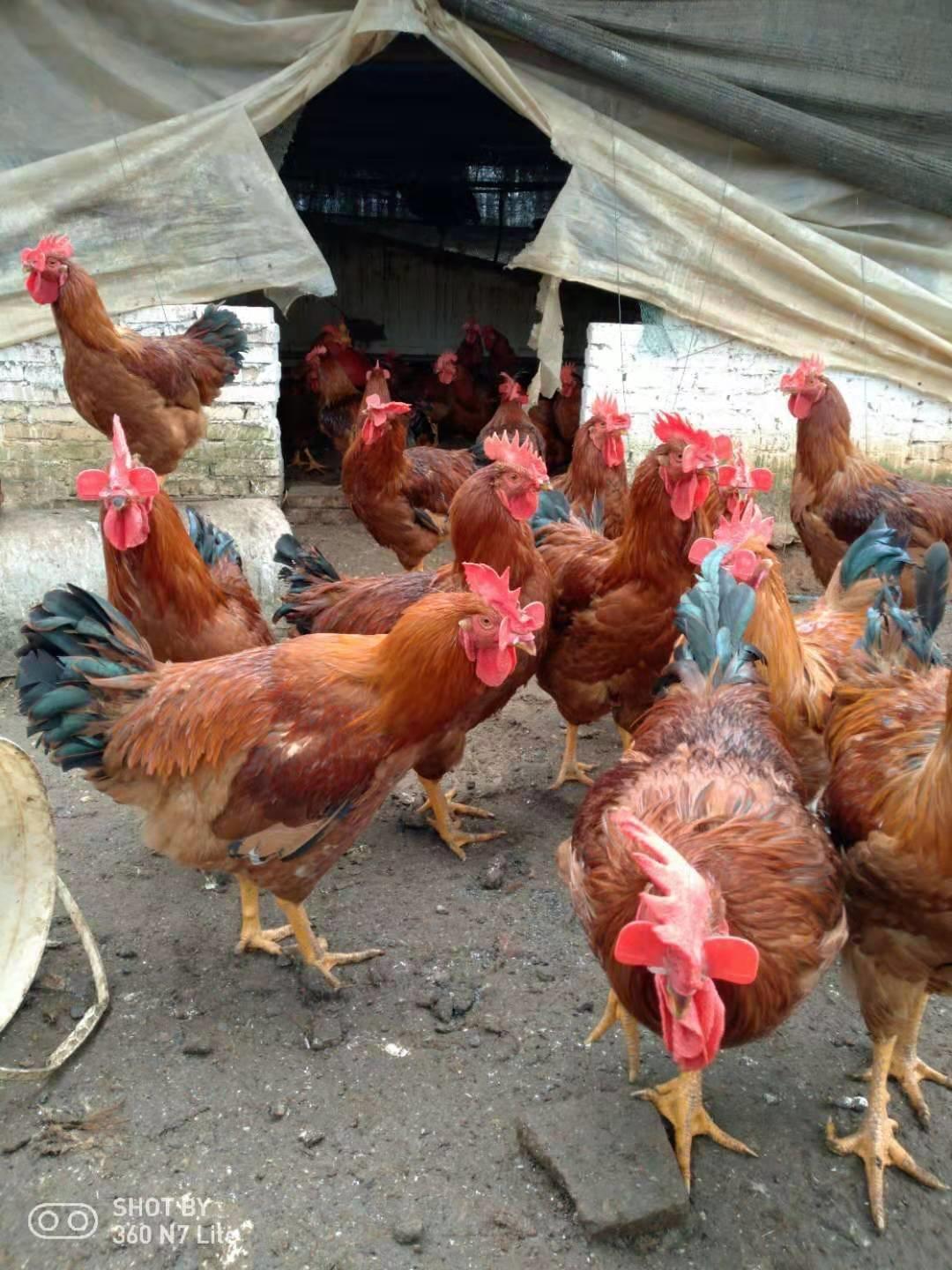 养鸡的鸡冠发黑怎么回事,养鸡黑冠是什么病