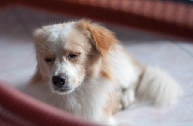 养狗狗需要注意的常识,养狗狗需要注意哪些细节