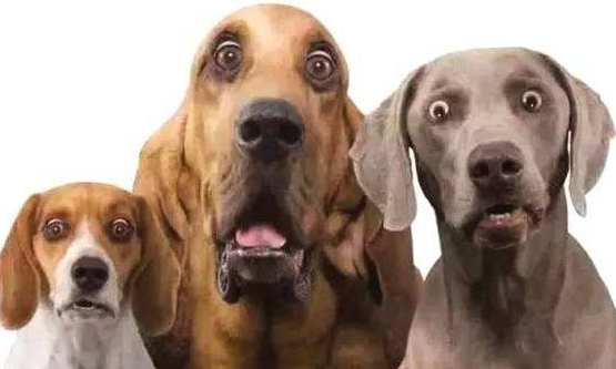 狗狗去世如何处理,狗狗去世了怎么处理