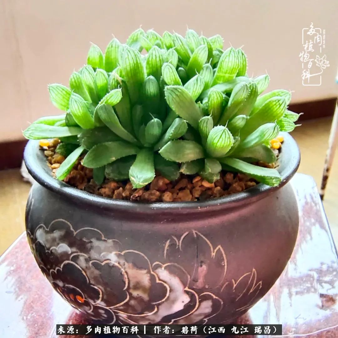 养了五年的多肉看到岁月的痕迹,经过一年春夏秋冬的轮回