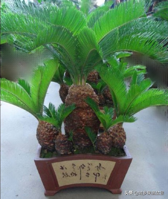 铁树盆景养殖技巧,铁树盆景制作全过程