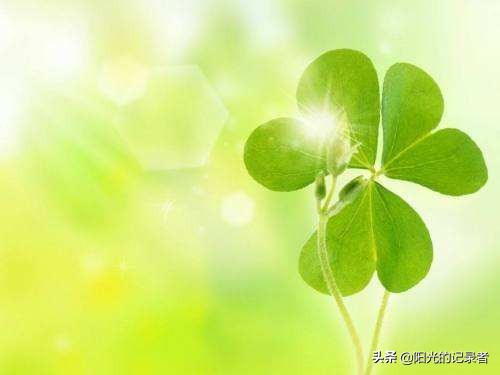 520简短浪漫花语是什么,520朵玫瑰的浪漫花语