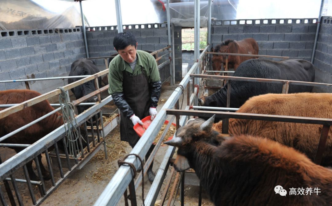 黄牛的养殖和疾病预防,牛的饲养和管理专业知识