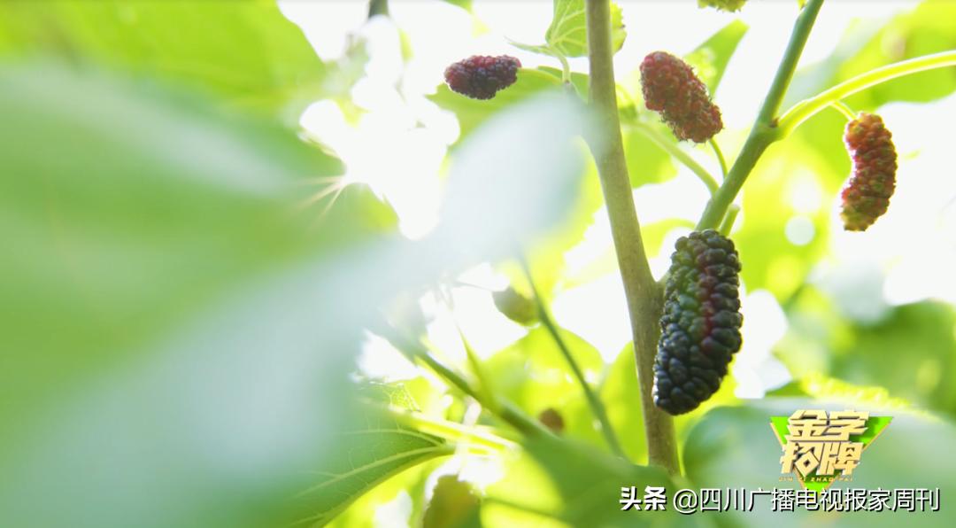 金字招牌|走，到德昌吃桑per！把嘴巴吃来亲妈都认不到的乌