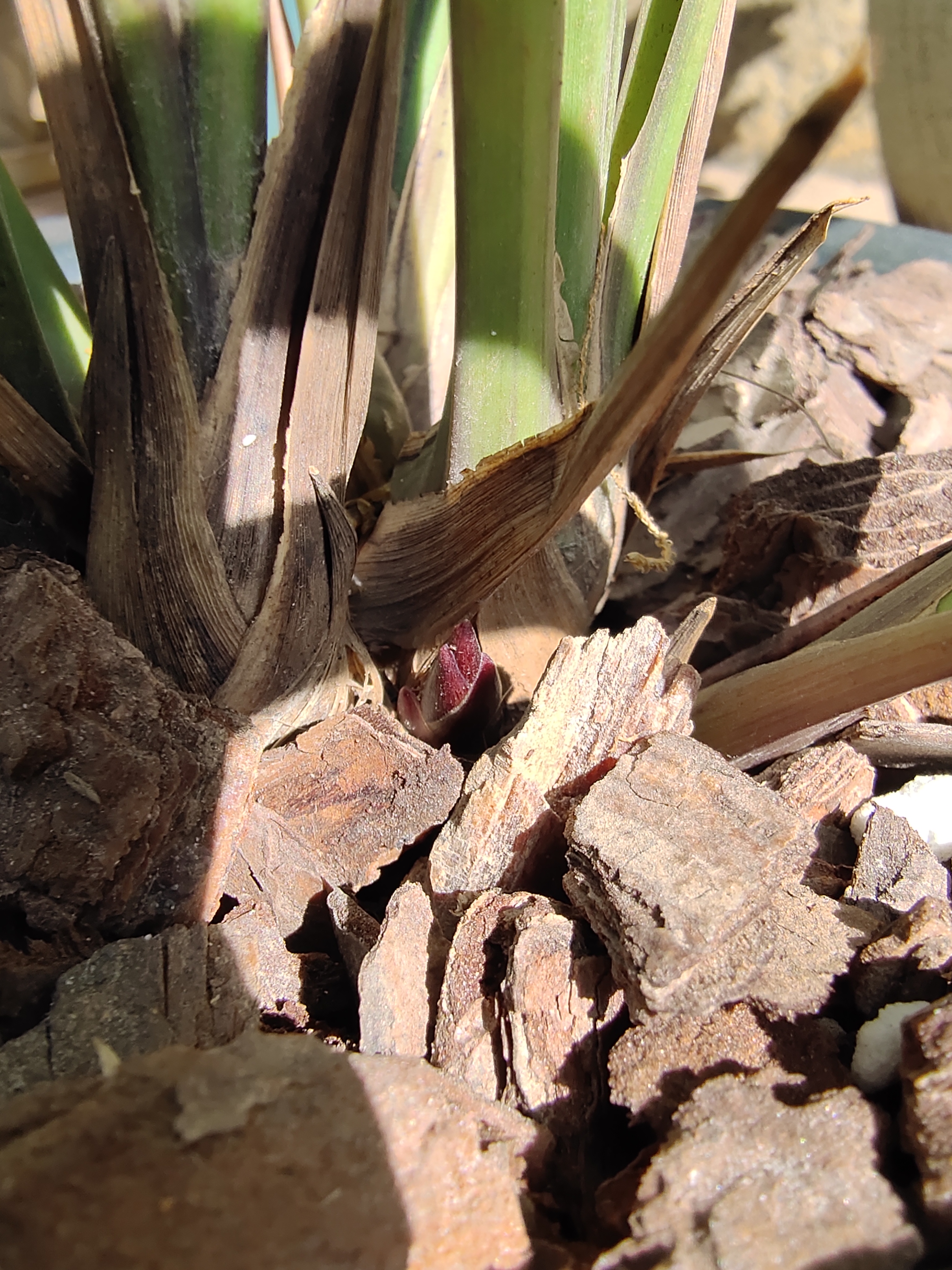 兰花好不好，五个特征“有目共睹”，若你的苗符合，值得炫耀