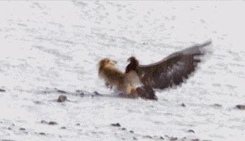 鹰真的有拔喙重生吗,鹰的重生真的有科学依据吗