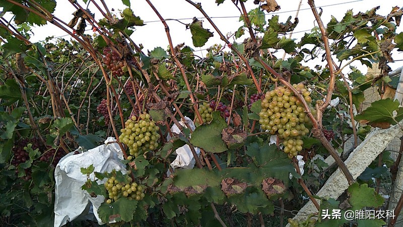 阳光玫瑰葡萄白腐病与霜霉病区别,葡萄溃疡病与白腐病有什么区别