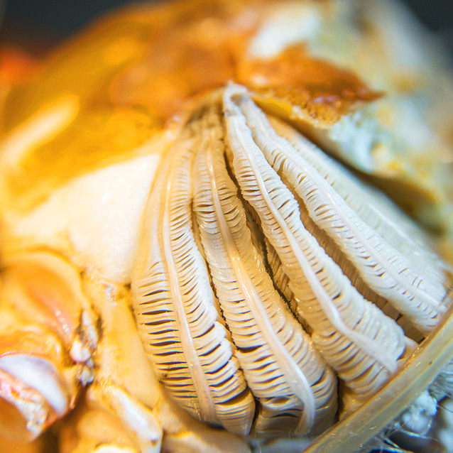 青蟹老蟹和新蟹哪个好吃,青蟹和膏蟹的区别在哪里