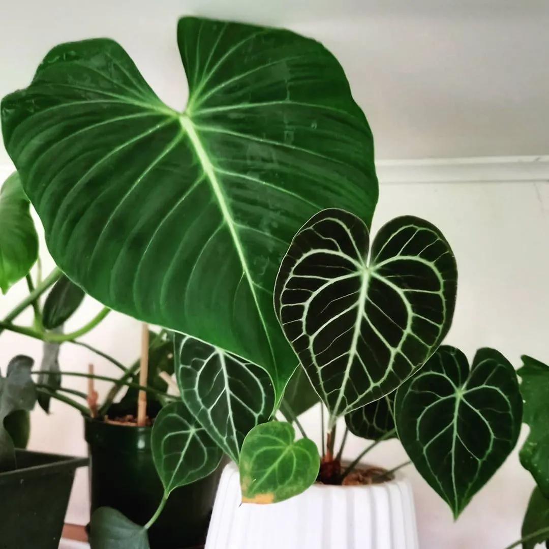 10片叶子的绿植,室内绿植盆栽一元