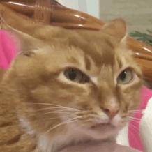 建国后有被猫抓伤得狂犬病的吗,不小心被猫抓伤了要打疫苗吗