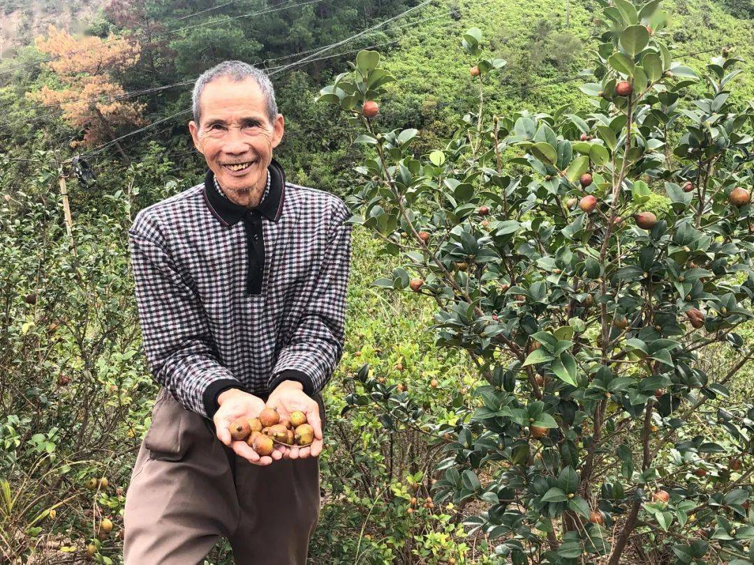山茶油卖500元一斤,野生山茶油哪里最便宜