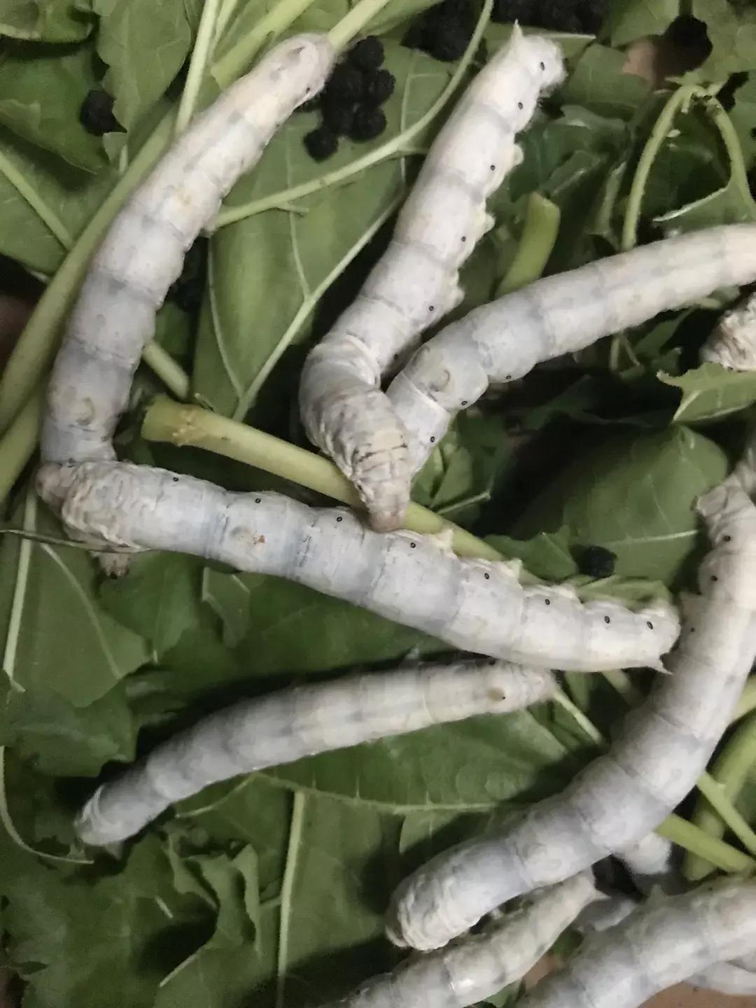 蚕宝宝你在养吗,蚕宝宝养的过密会死吗