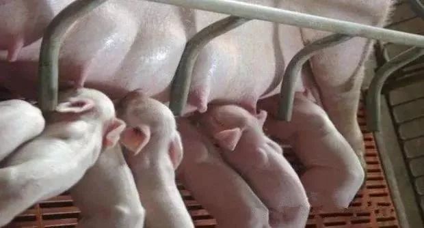 母猪少乳用什么方法,母猪奶水少小猪吃不饱怎么办
