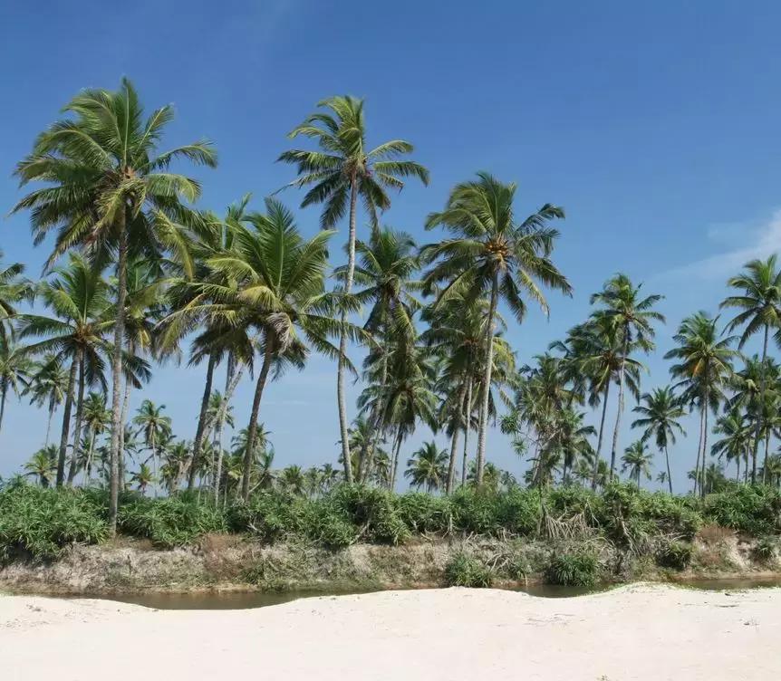 海南椰子的种植方法,椰子怎么种出椰宝