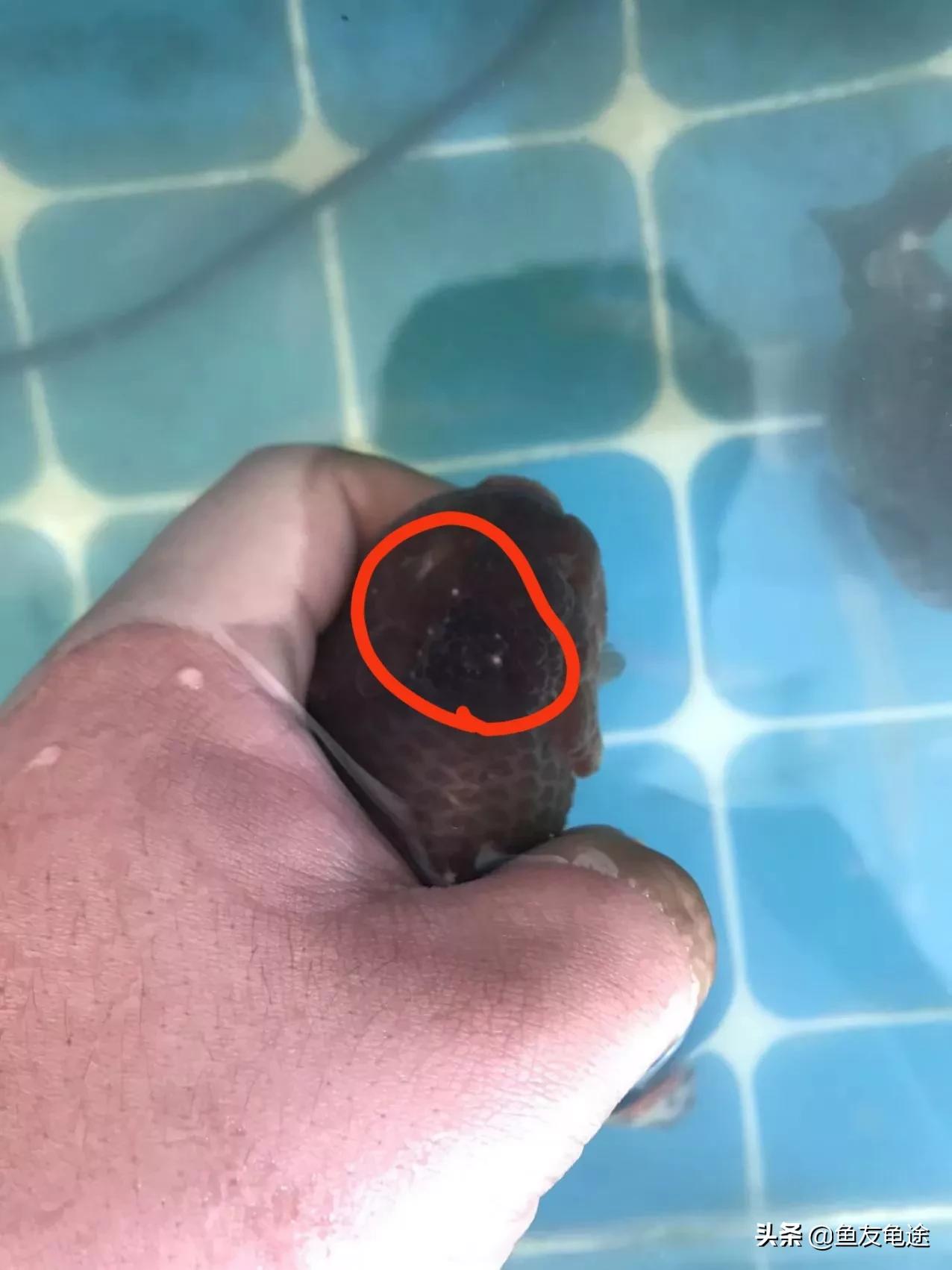 金鱼头瘤白色絮状物多久恢复,金鱼身上有白色絮状分泌物