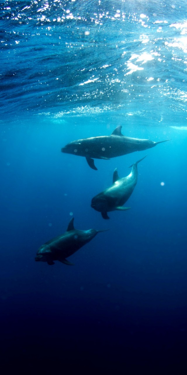 优阿壁纸全屏无水印,优阿无水印手机壁纸